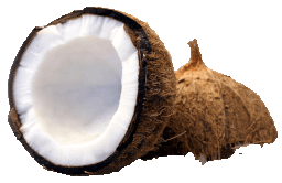 Coconut